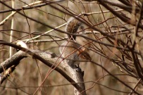 24_squirrel